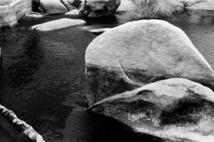 jtree_ilford400+1_sibs-000029710017