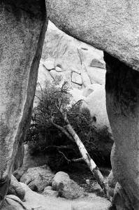 jtree_ilford400+1_sibs-000029710018