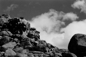 jtree_ilford400+1_sibs-000029710019