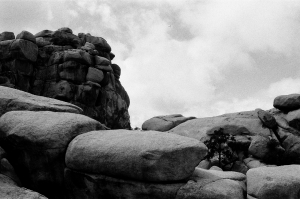 jtree_ilford400+1_sibs-000029710020