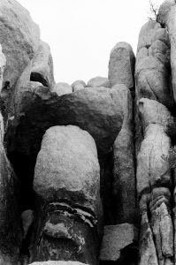 jtree_ilford400+1_sibs-000029710021