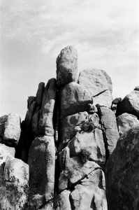 jtree_ilford400+1_sibs-000029710022