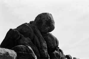 jtree_ilford400+1_sibs-000029710023