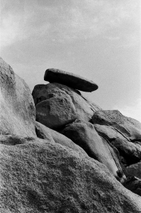 jtree_ilford400+1_sibs-000029710024
