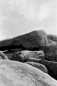 jtree_ilford400+1_sibs-000029710025