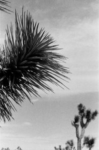 jtree_ilford400+1_sibs-000029710026