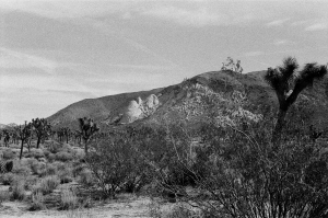 jtree_ilford400+1_sibs-000029710027