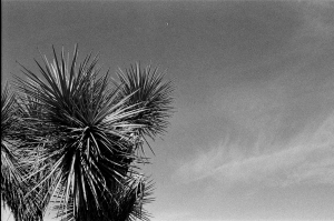 jtree_ilford400+1_sibs-000029710028
