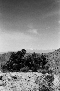 jtree_ilford400+1_sibs-000029710031