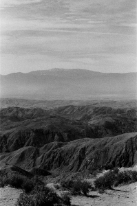 jtree_ilford400+1_sibs-000029710032