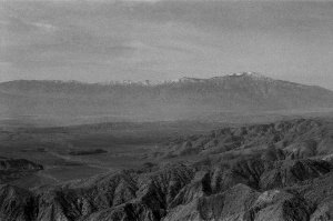 jtree_ilford400+1_sibs-000029710034