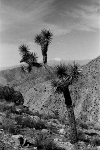 jtree_ilford400+1_sibs-000029710035
